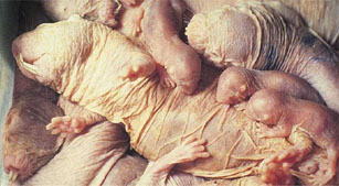 Illustration for article titled 10 Reasons Naked Mole Rats Will Inherit the Earth